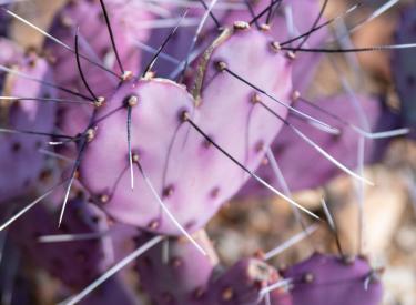 A purple cactus, shaped like a heart, covered in spikes
